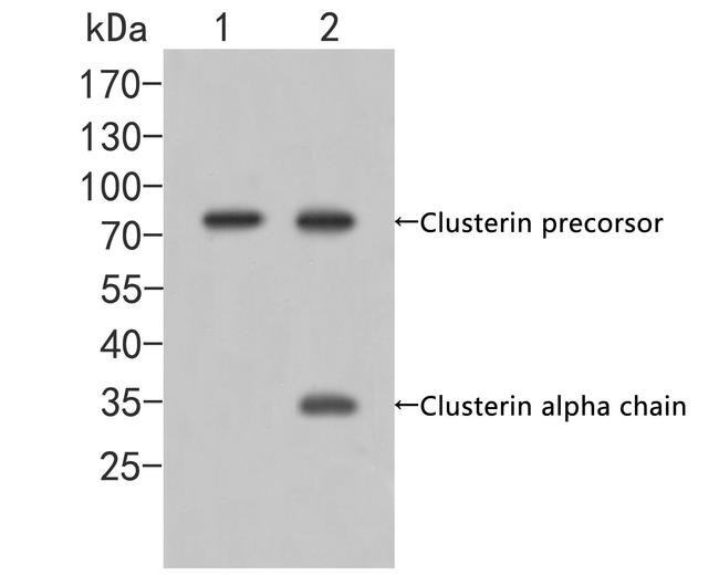 Apolipoprotein J Antibody in Western Blot (WB)