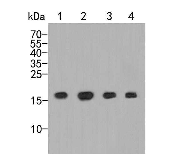 NAT13 Antibody in Western Blot (WB)