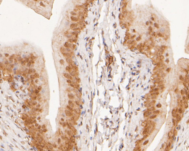 KAP3 Antibody in Immunohistochemistry (Paraffin) (IHC (P))