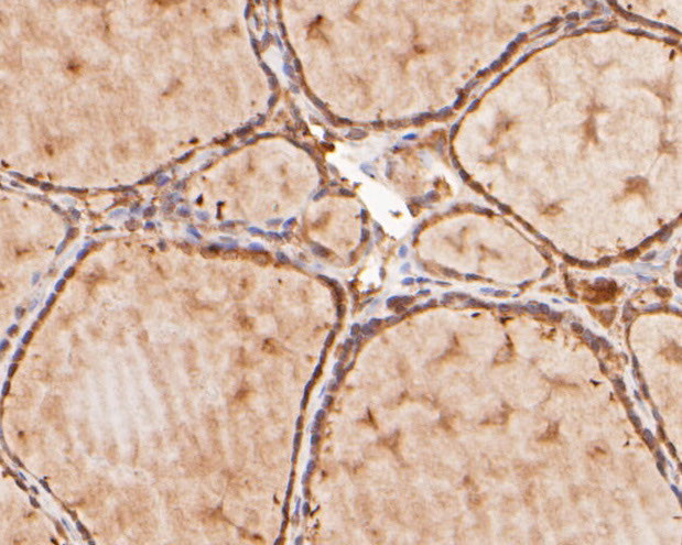 KAP3 Antibody in Immunohistochemistry (Paraffin) (IHC (P))