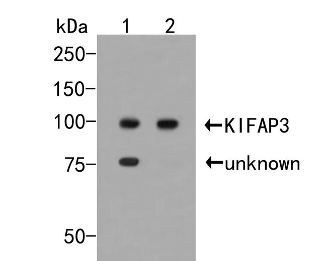 KAP3 Antibody in Western Blot (WB)