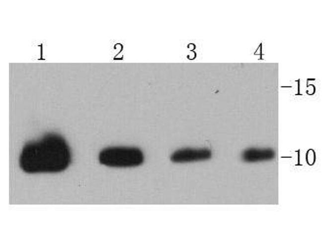 Ubiquitin Antibody in Western Blot (WB)