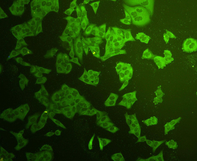 STAT1 alpha/beta Antibody in Immunocytochemistry (ICC/IF)