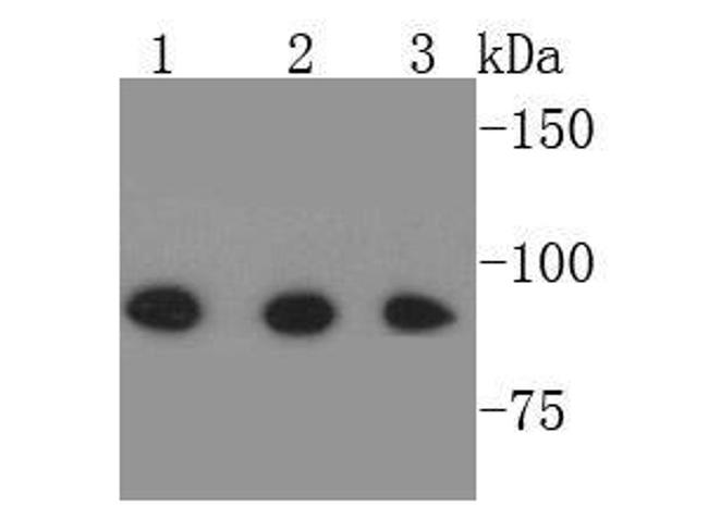 STAT1 alpha/beta Antibody in Western Blot (WB)