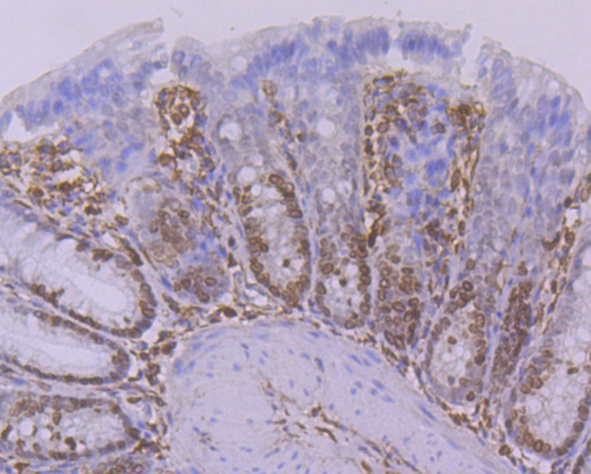 STAT6 Antibody in Flow Cytometry (Flow)