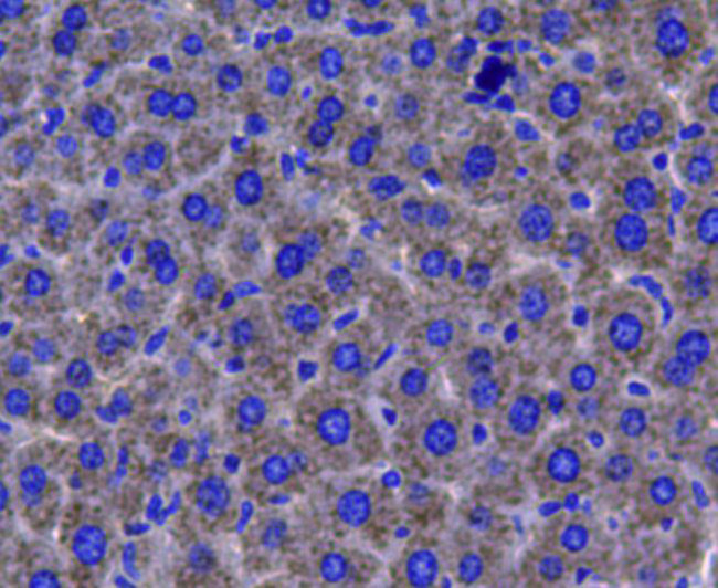 Catalase Antibody in Immunohistochemistry (Paraffin) (IHC (P))