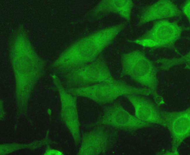 HSP70 Antibody in Immunocytochemistry (ICC/IF)