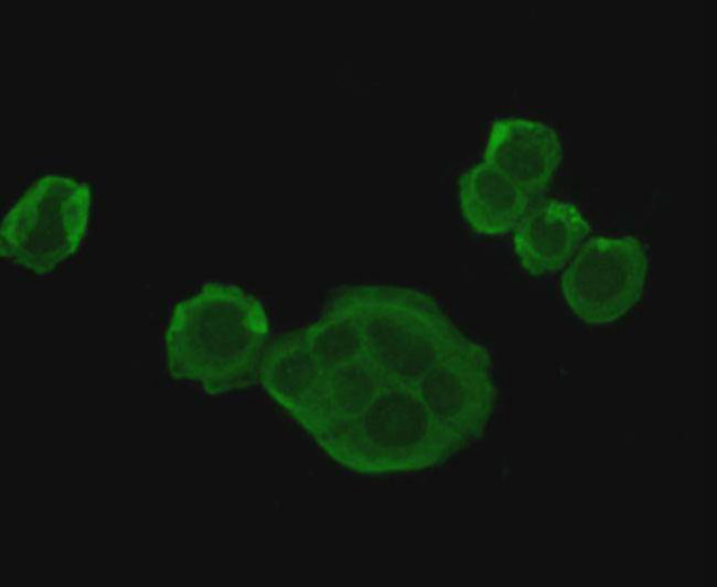 HSP70 Antibody in Immunocytochemistry (ICC/IF)