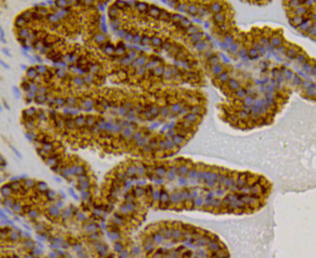 HSP70 Antibody in Immunohistochemistry (Paraffin) (IHC (P))