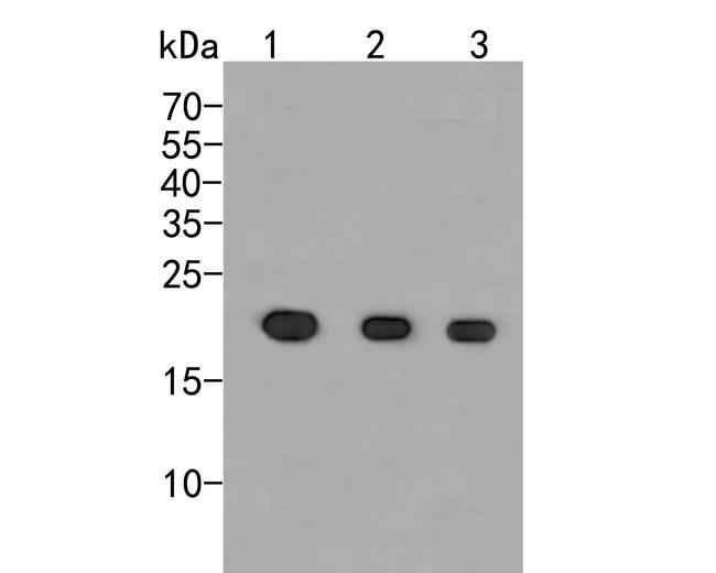 p21 ARC Antibody in Western Blot (WB)