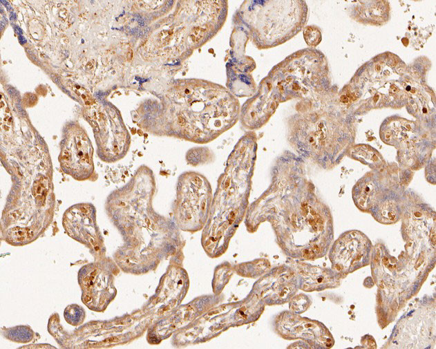 PDCD6 Antibody in Immunohistochemistry (Paraffin) (IHC (P))