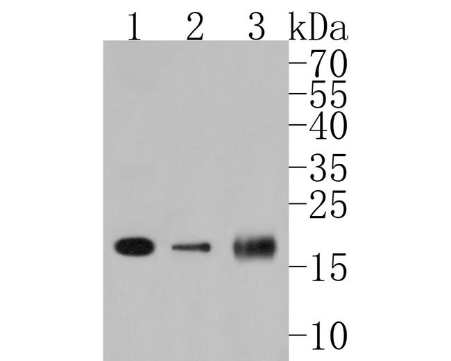 PDCD6 Antibody in Western Blot (WB)