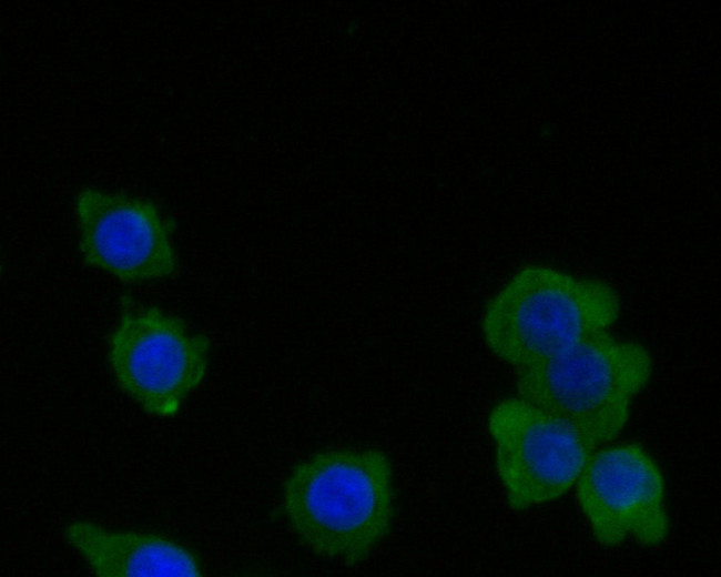 RARS Antibody in Immunocytochemistry (ICC/IF)