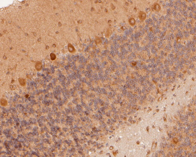 RARS Antibody in Immunohistochemistry (Paraffin) (IHC (P))