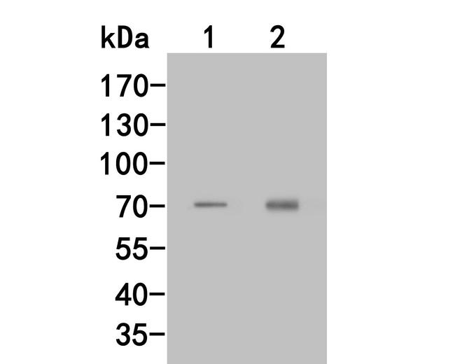 RARS Antibody in Western Blot (WB)