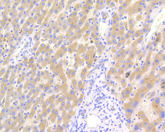 Factor IX Antibody in Immunohistochemistry (Paraffin) (IHC (P))