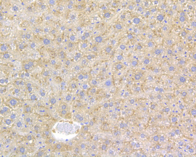 Factor IX Antibody in Immunohistochemistry (Paraffin) (IHC (P))