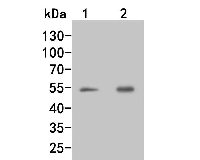 Factor IX Antibody in Western Blot (WB)