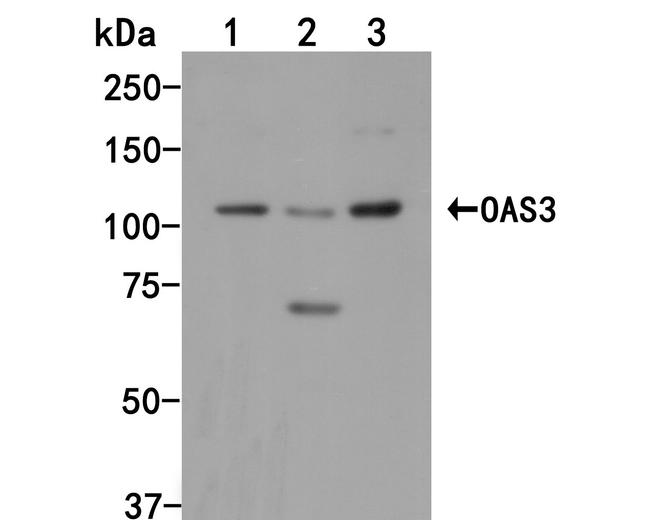 OAS3 Antibody in Western Blot (WB)