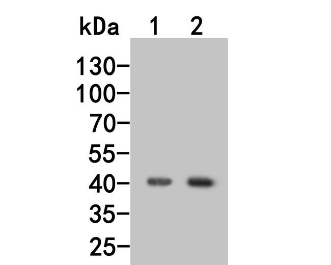 Nodal Antibody in Western Blot (WB)