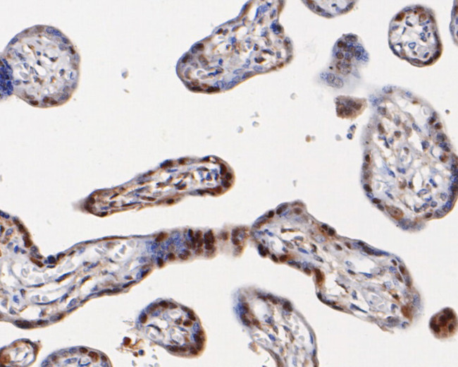 MST1 (STK4) Antibody in Immunohistochemistry (Paraffin) (IHC (P))