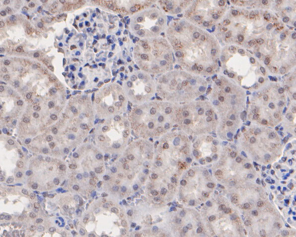 MEOX2 Antibody in Immunohistochemistry (Paraffin) (IHC (P))