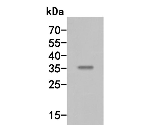 MEOX2 Antibody in Western Blot (WB)