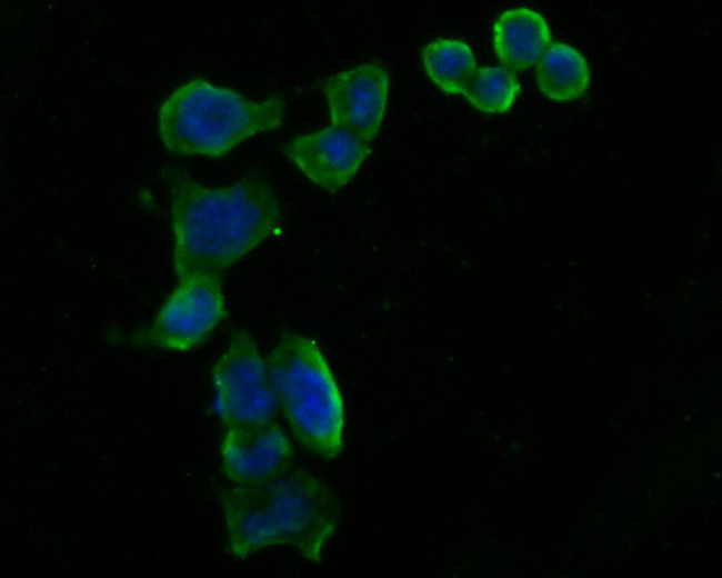 ARF4 Antibody in Immunocytochemistry (ICC/IF)