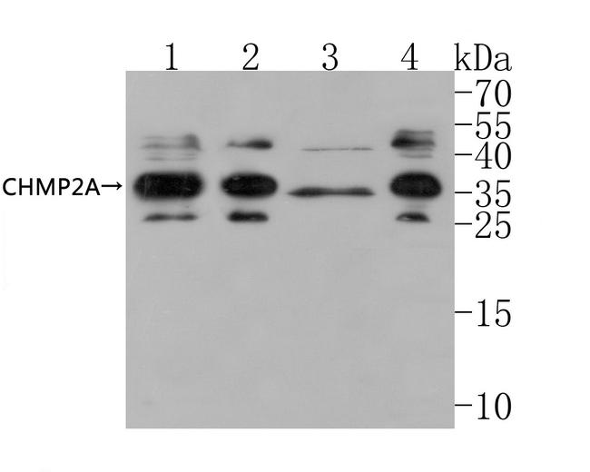 CHMP2A Antibody in Western Blot (WB)