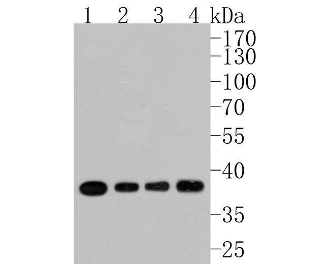 PP1 alpha Antibody in Western Blot (WB)