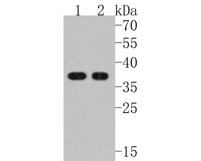 PP1 alpha Antibody in Western Blot (WB)