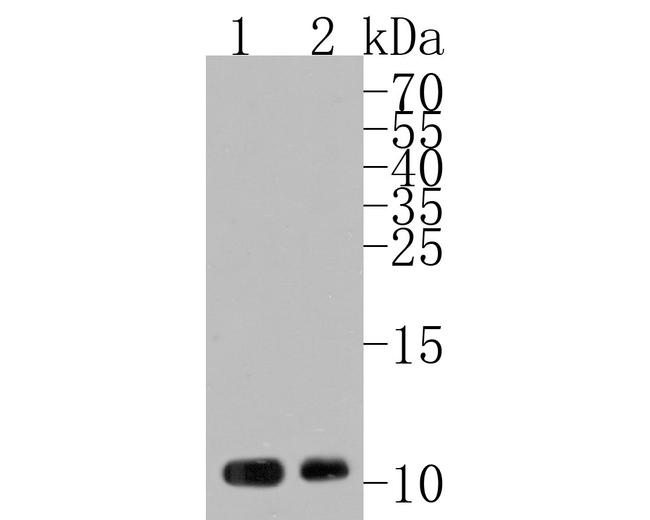 PROK1 Antibody in Western Blot (WB)