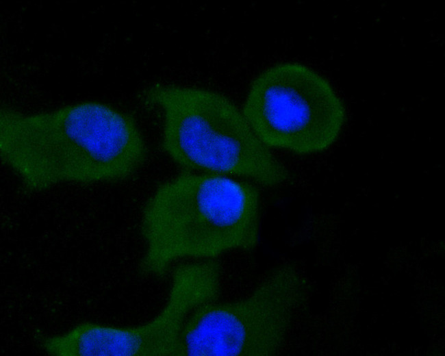 Syk Antibody in Immunocytochemistry (ICC/IF)