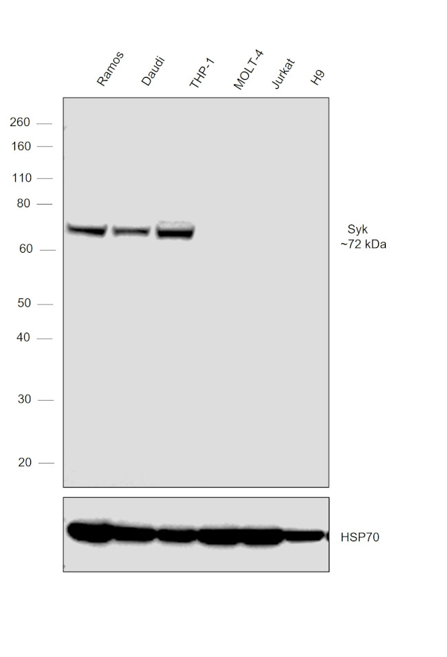 Syk Antibody in Western Blot (WB)