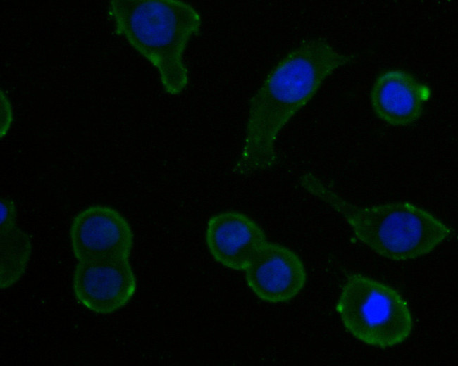 IL-5 Antibody in Immunocytochemistry (ICC/IF)