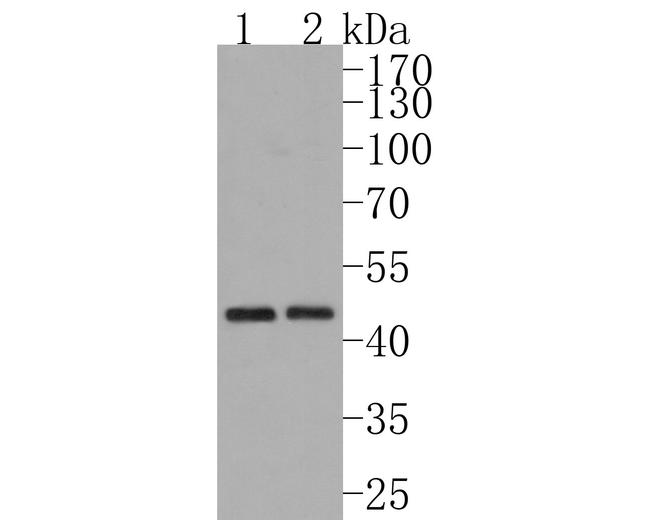 INHBB Antibody in Western Blot (WB)