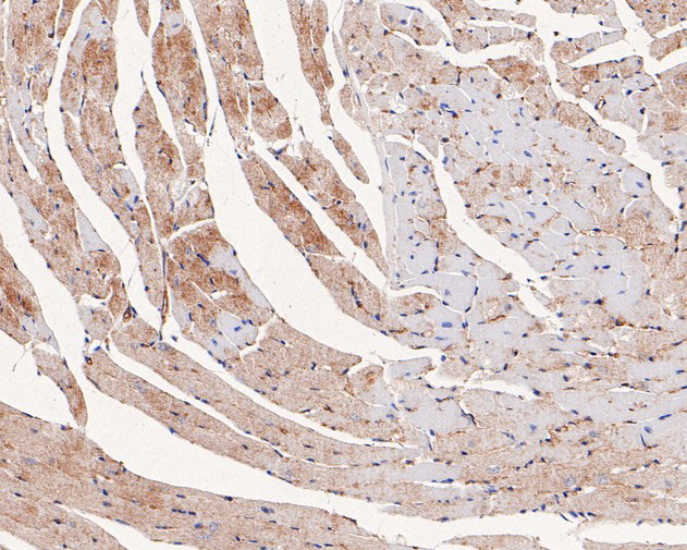 Ly-6C Antibody in Immunohistochemistry (Paraffin) (IHC (P))