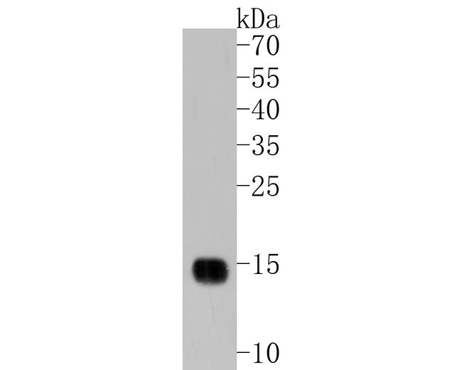 Ly-6C Antibody in Western Blot (WB)