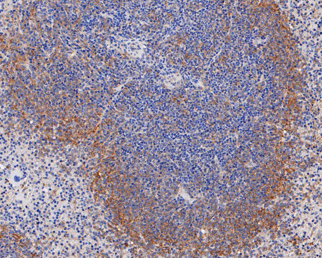 Ly-6C Antibody in Immunohistochemistry (Paraffin) (IHC (P))