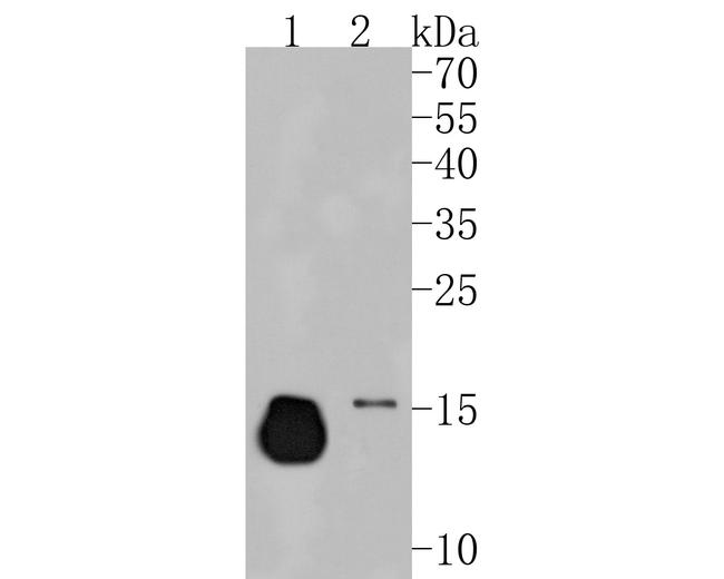 Ly-6C Antibody in Western Blot (WB)