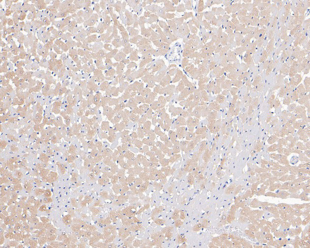 Phospholamban Antibody in Immunohistochemistry (Paraffin) (IHC (P))