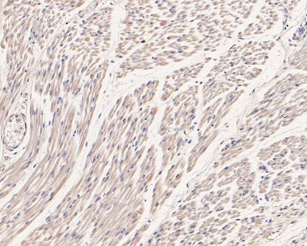 Phospholamban Antibody in Immunohistochemistry (Paraffin) (IHC (P))