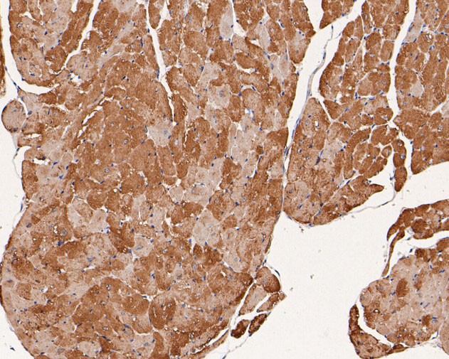 Phospholamban Antibody in Immunohistochemistry (Paraffin) (IHC (P))