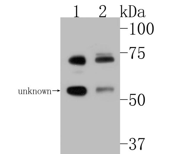 TRIM25 Antibody in Western Blot (WB)