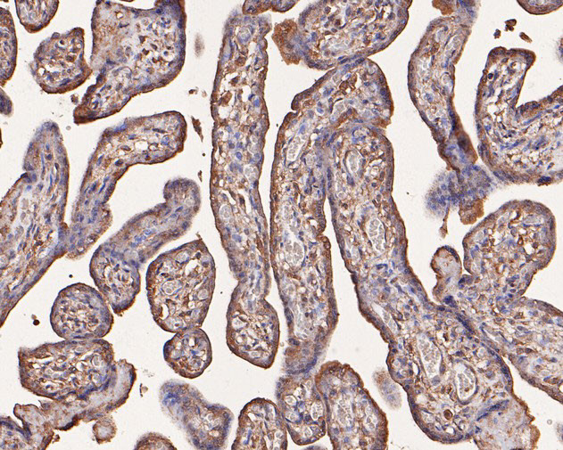 SNX9 Antibody in Immunohistochemistry (Paraffin) (IHC (P))