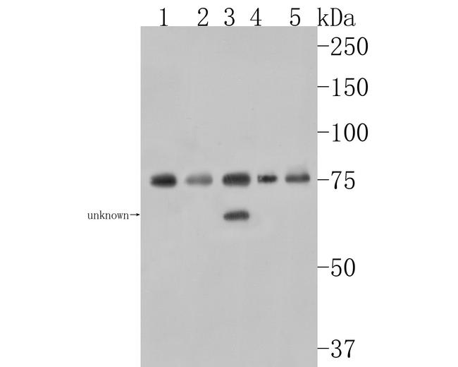 SNX9 Antibody in Western Blot (WB)