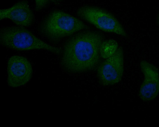 JNK2 Antibody in Immunocytochemistry (ICC/IF)