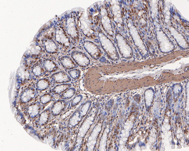 MCRS1 Antibody in Immunohistochemistry (Paraffin) (IHC (P))