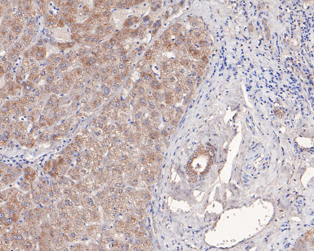 MCRS1 Antibody in Immunohistochemistry (Paraffin) (IHC (P))