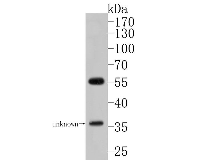 MCRS1 Antibody in Western Blot (WB)